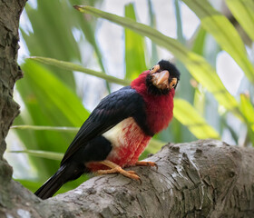 Bearded barbet (Lubius dubius) on the green jungles background