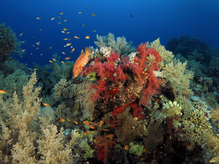 Naklejka na ściany i meble A Coral hind Cephalopholis miniata surrounded by colorful soft corals