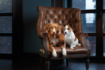 two dogs in the interior of the loft. Nova Scotia Duck Tolling Retriever lying on a chair and jack russell terrier