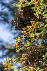 Monarch Butterflies on tree branch in Michoacan, Mexico