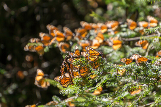 Monarch Butterflies on tree branch in Michoacan, Mexico