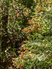 Monarch Butterflies on tree branch in Michoacan, Mexico