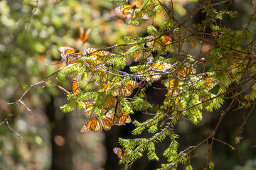 Monarch Butterflies on tree branch in Michoacan, Mexico