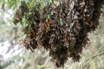 Monarch Butterflies on the tree branches 