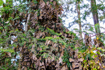 Monarch Butterflies on tree branch in blue sky background, Michoacan, Mexico
