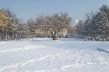 Beautiful winter landscape, square and trees in the city park covered with snow in the morning