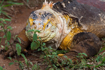 Galapagos land iguana, Galapagos Islands, Ecuador