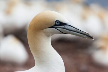 A Northern Gannet on Bonaventure Island, Perce, Gaspe, Quebec, Canada.
Bonaventure Island is home of one of the largest colonies of gannets in the world.
