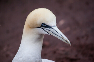 A Northern Gannet on Bonaventure Island, Perce, Gaspe, Quebec, Canada.
Bonaventure Island is home of one of the largest colonies of gannets in the world.
