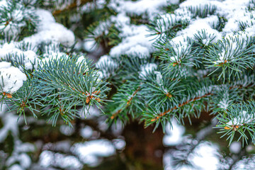 Spruce branches with green needles, covered with snow