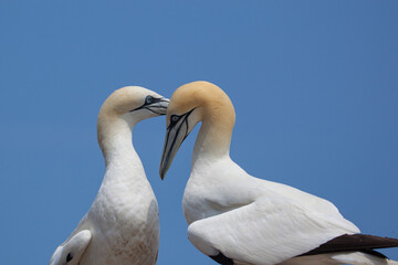 Obraz premium Northern Gannet pairs on Bonaventure Island near to Perce, Quebec, Gaspe, Canada. Bonaventure Island is home of one of the largest colonies of gannets in the world.