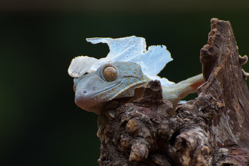 Tokay gecko on tree branch after molting