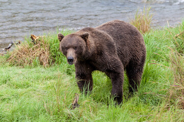 Fototapeta na wymiar Brown bear at Brooks Falls in Katmai National Park, Alaska, USA