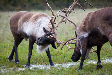 Two caribous fighting in Alaska, USA. The reindeer, also known as caribou in North America, is a species of deer.  - Powered by Adobe