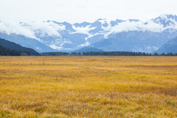 Fall grass with mountain in background, Alaska