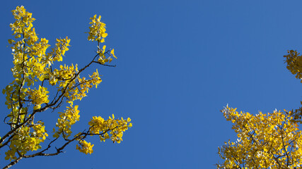 Yellow leaf on blue sky background, Alaska