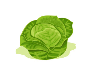 Green cabbage vector design. Fresh healthy food and vegetarian nutrition