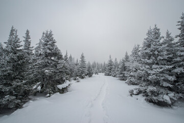 winter trail passing through snow covered fir trees