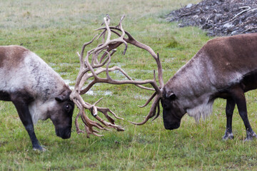 Two caribous fighting in Alaska, USA. The reindeer, also known as caribou in North America, is a species of deer.  © JHVEPhoto