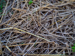 Haystack wet from winter dew
