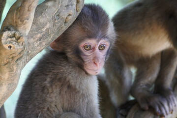 Little Japanese macaque is on a tree branch with its friend. Upper half of the body.