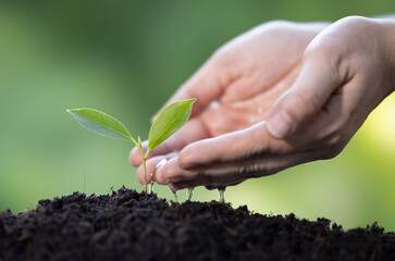 Hands of women watering plant the seedlings after planting.