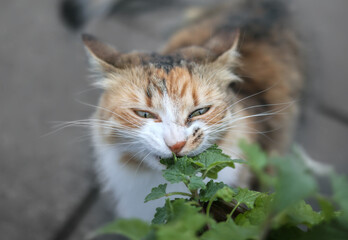 Naklejka na ściany i meble Cat eating catnip, outside. Head shot of female kitty with defocused body. The multicolored cat is taking a bite out of dark green catmint leaves also known as catswort. Selective focus on cat head.