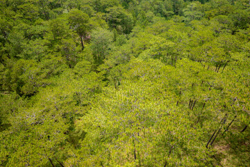 Pine forest at Da Lat city Viet Nam.