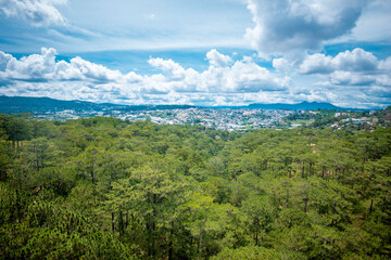 Fototapeta na wymiar Pine forest at Da Lat city Viet Nam.