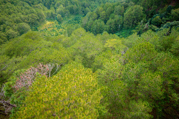 Pine forest at Da Lat city Viet Nam.