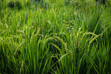 Rice plants in rice fields