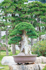 Bonsai and Penjing landscape with miniature evergreen tree in a tray