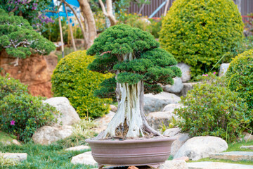 Fototapeta na wymiar Bonsai and Penjing landscape with miniature evergreen tree in a tray