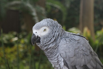 Bird Gardens, Montecasino Boulevard, Johannesburg, South Africa.