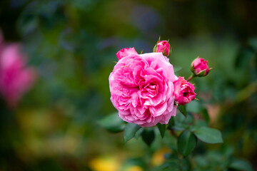 beautiful roses in background blur