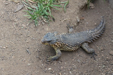 Bird Gardens, Montecasino Boulevard, Johannesburg, South Africa.