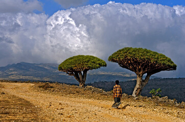 Fototapeta na wymiar Arvore Dragoeiro ( Dracaena cinnabari). Ilha de Socotra. Iemen. Asia