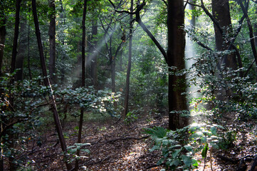 Fototapeta premium SONY DSC nature, woods,forest,trees,leaves,foggy,landscape,snow,spiderweb,森,木々,風景,蜘蛛の巣,雪,紅葉,