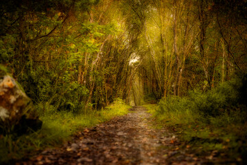 Obraz premium Norwegian trail path