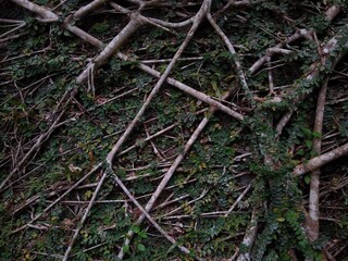 Creeping fig plant leaves, roots of a tree