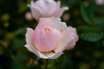 beautiful roses on blur background 