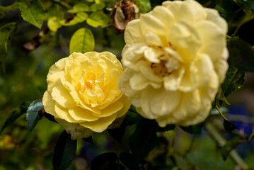 macro shot of beautiful  color rose flower. floral background