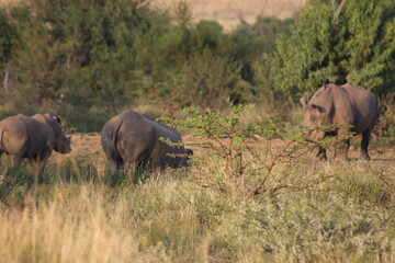 Photos taken in Pilanesberg National Park, South Africa.