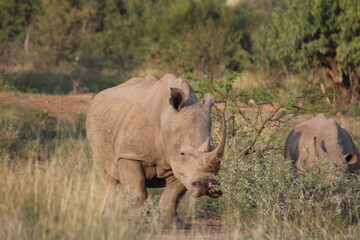 Obraz premium Photos taken in Pilanesberg National Park, South Africa.