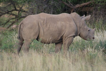 Photos taken in Pilanesberg National Park, South Africa.