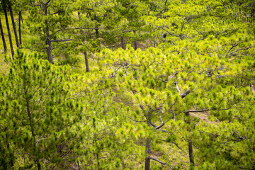 Aerial view of Pine forest at Da Lat city Viet Nam