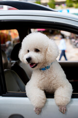 portrait of cute maltese dog 