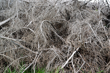 Damage caused by the VAIA storm in the Dolomiti Bellunesi National Park, tangled remains of dried fir branches. Monte Avena, province of Belluno, Italy