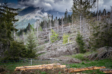 Damage caused by the VAIA storm in the Belluno Dolomites National Park, uprooted and dead fir...