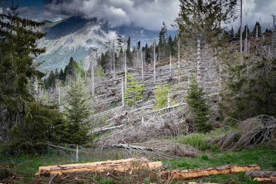 Damage caused by the VAIA storm in the Belluno Dolomites National Park, uprooted and dead fir woods. Monte Avena, province of Belluno, Italy